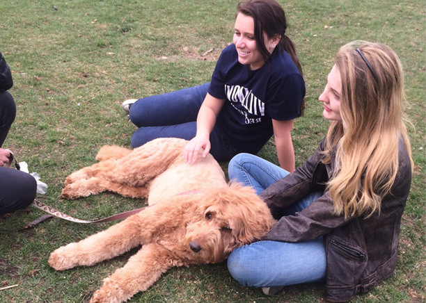 students lounging with a labradoodle