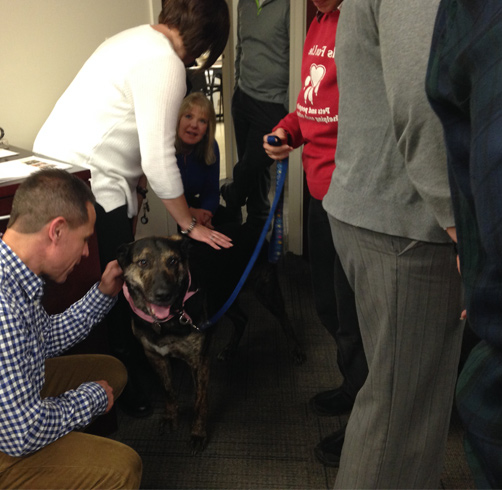 employees visiting with dog