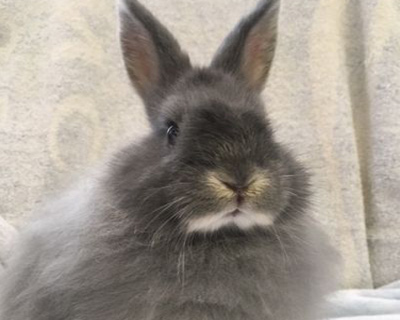 gray bunny rabbit