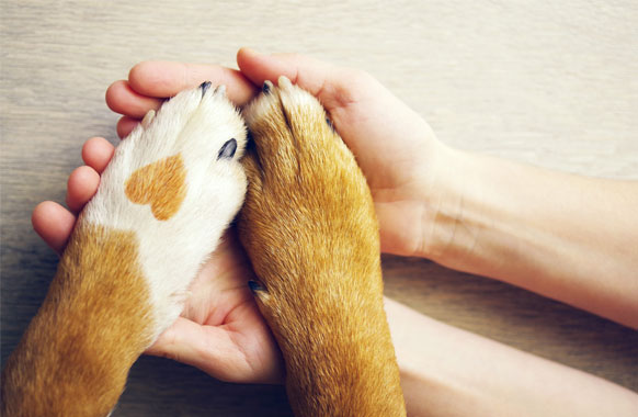 dog paws in human hands