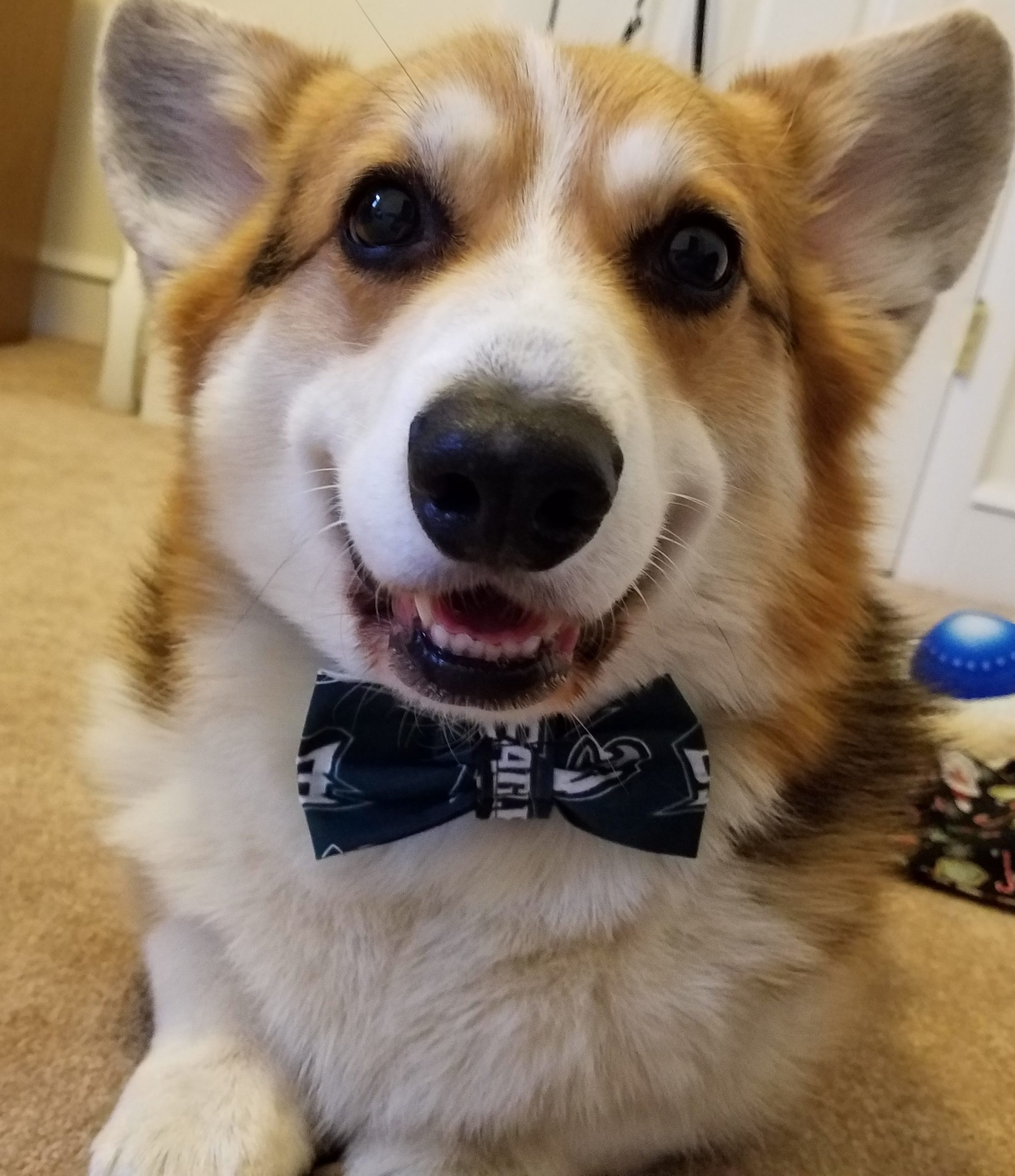 bowtie